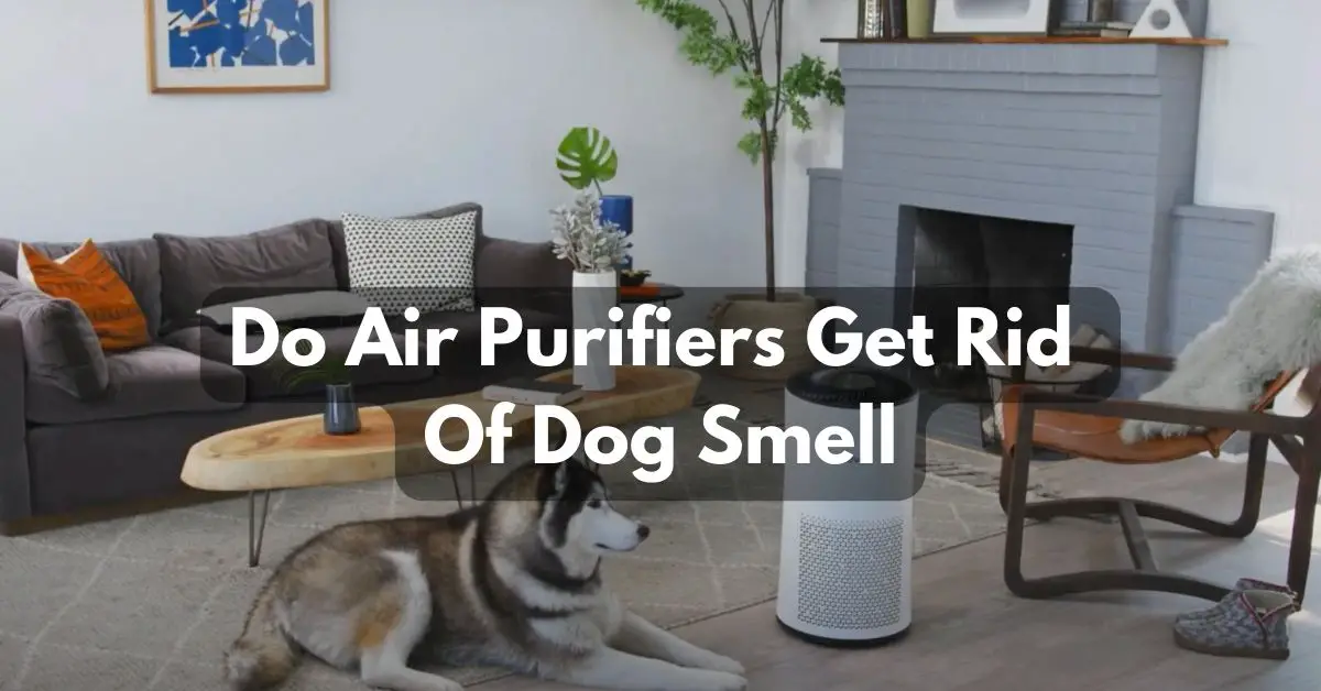Do Air Purifiers Get Rid Of Dog Smell