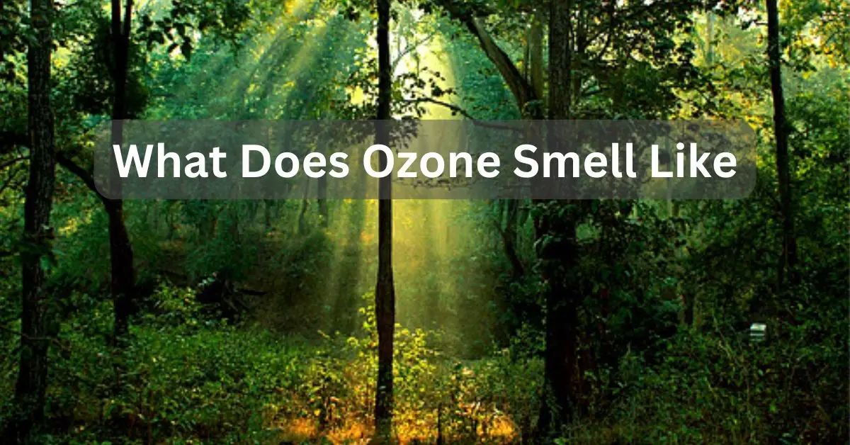 What Does Ozone Smell Like