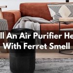 Will An Air Purifier Help With Ferret Smell?