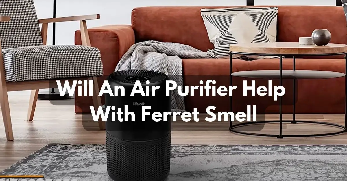 Will An Air Purifier Help With Ferret Smell
