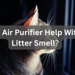 Will An Air Purifier Help With Cat Litter Smell? 5 Tips To Increase The Effectiveness