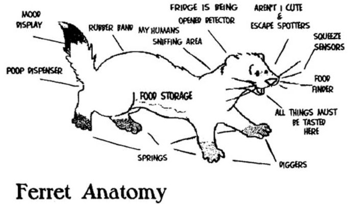 Ferret Anatomy